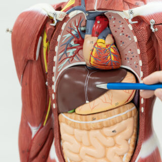 Fungsi Organ Tubuh Manusia