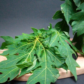 Manfaat Daun Pepaya