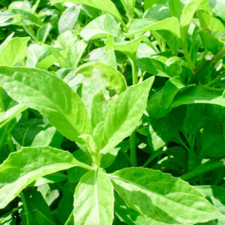 Manfaat Daun Sambung Nyawa