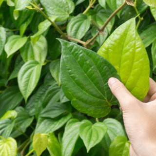 Manfaat Daun Sirih Cina