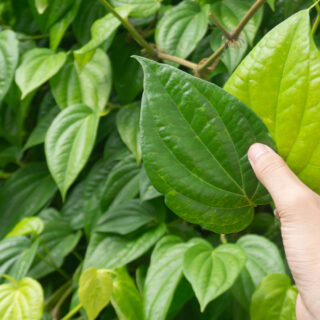 Manfaat Daun Sirih Cina untuk Luka