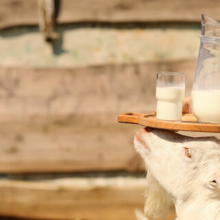 Manfaat Susu Kambing