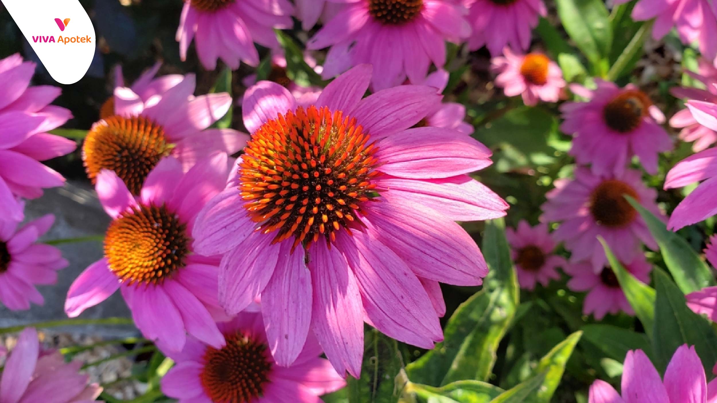 apa itu echinacea