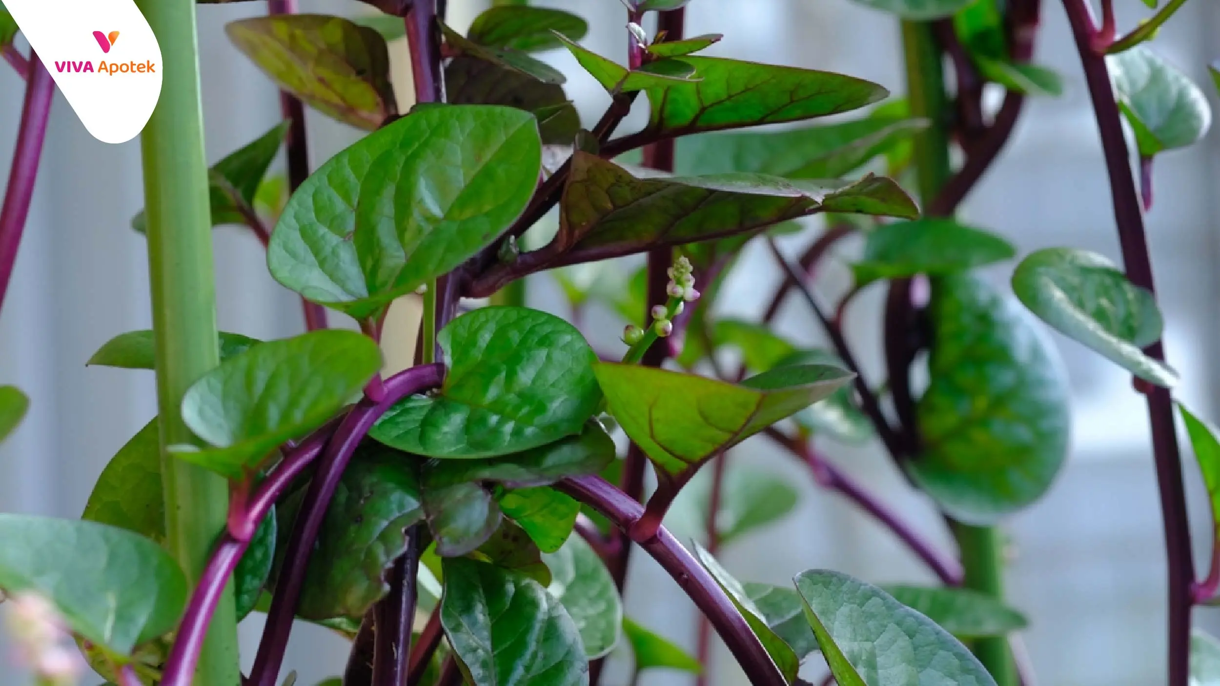 Manfaat Daun Binahong untuk Kesehatan