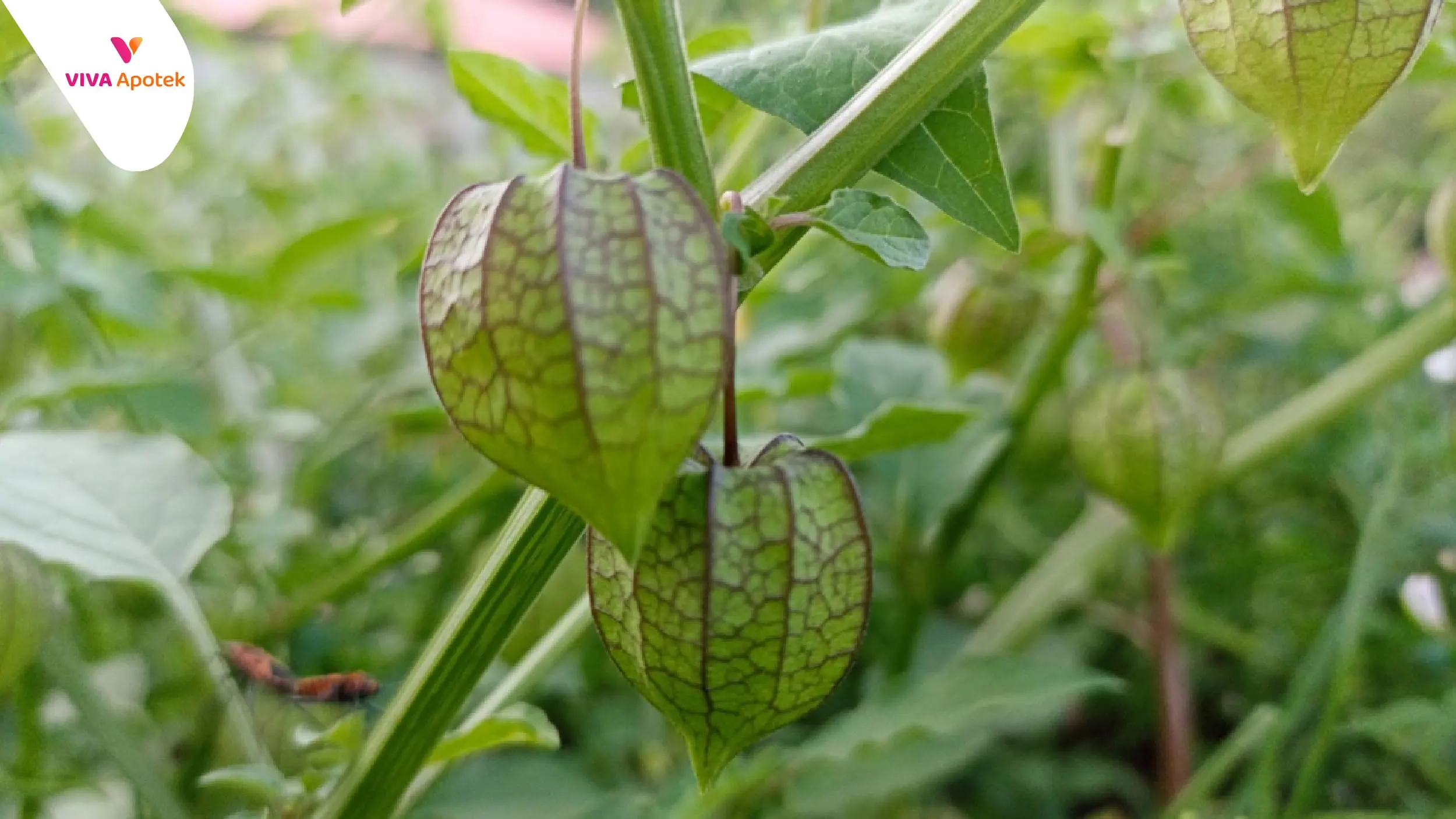 Manfaat Daun Ciplukan untuk Kesehatan