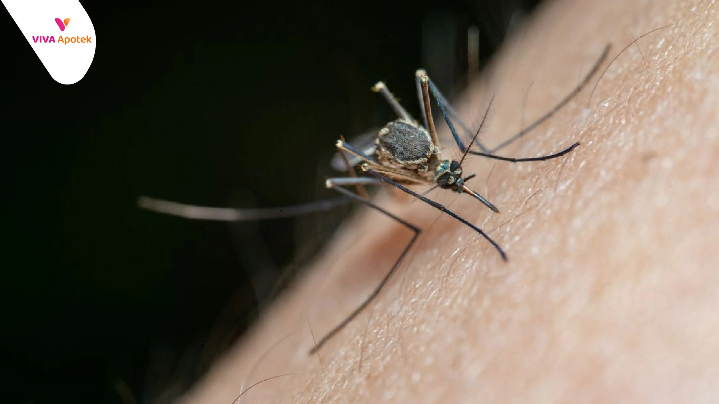 Chikungunya