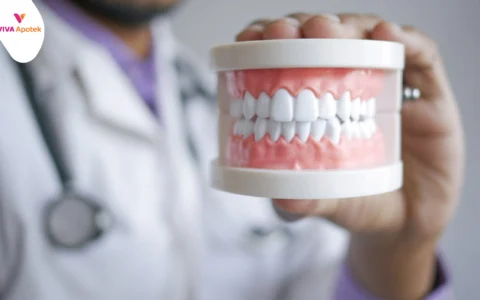 Frenulum Adalah