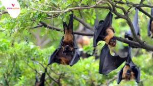 Virus Nipah di Indonesia